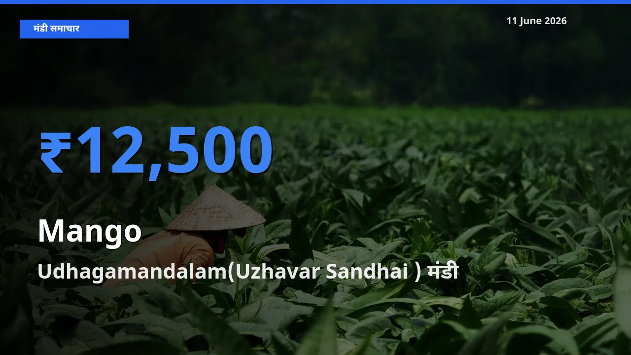 टॉप मंडी बना Udhagamandalam(Uzhavar Sandhai )! आम के सबसे ऊँचे दाम यहीं दर्ज