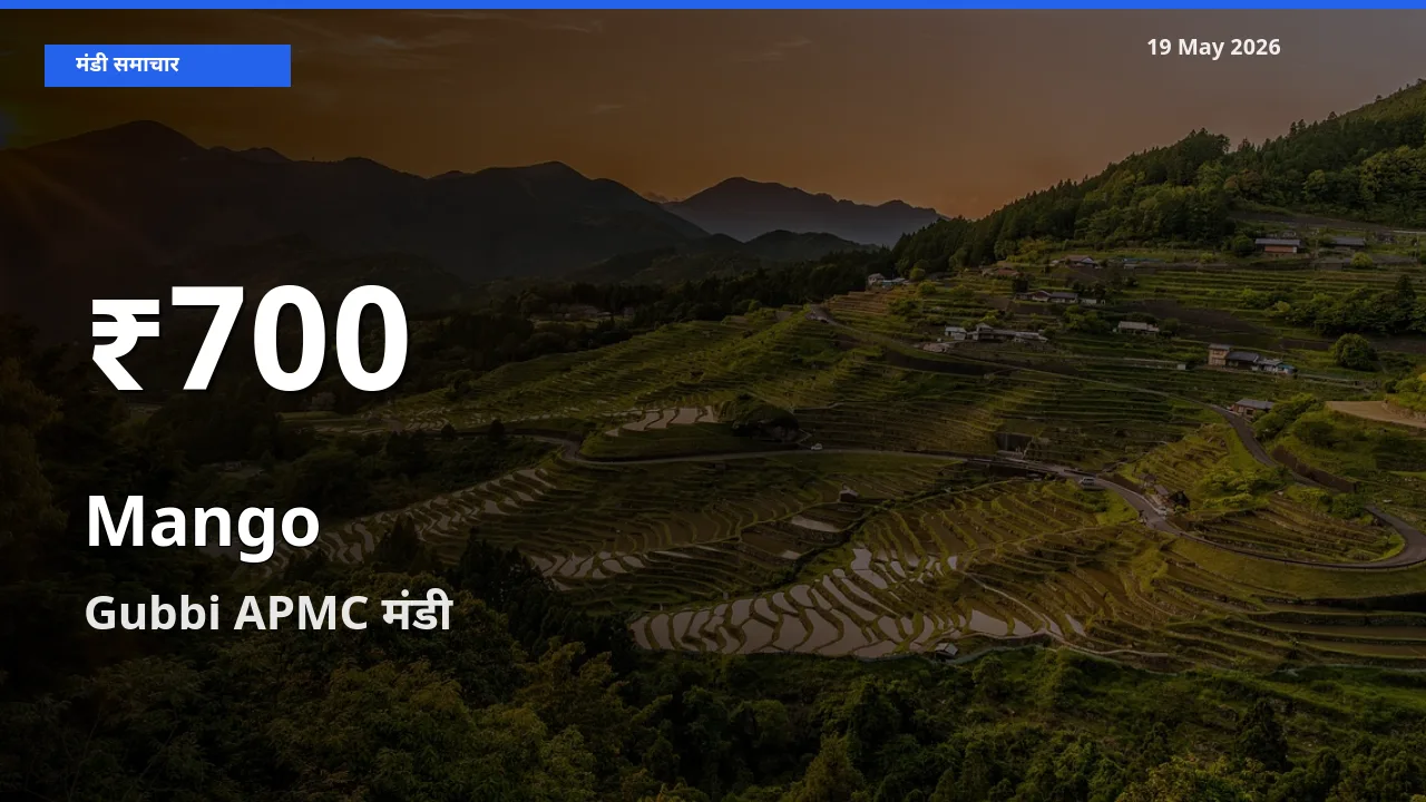 आम के दाम 30 दिनों के सबसे निचले स्तर पर, Gubbi APMC