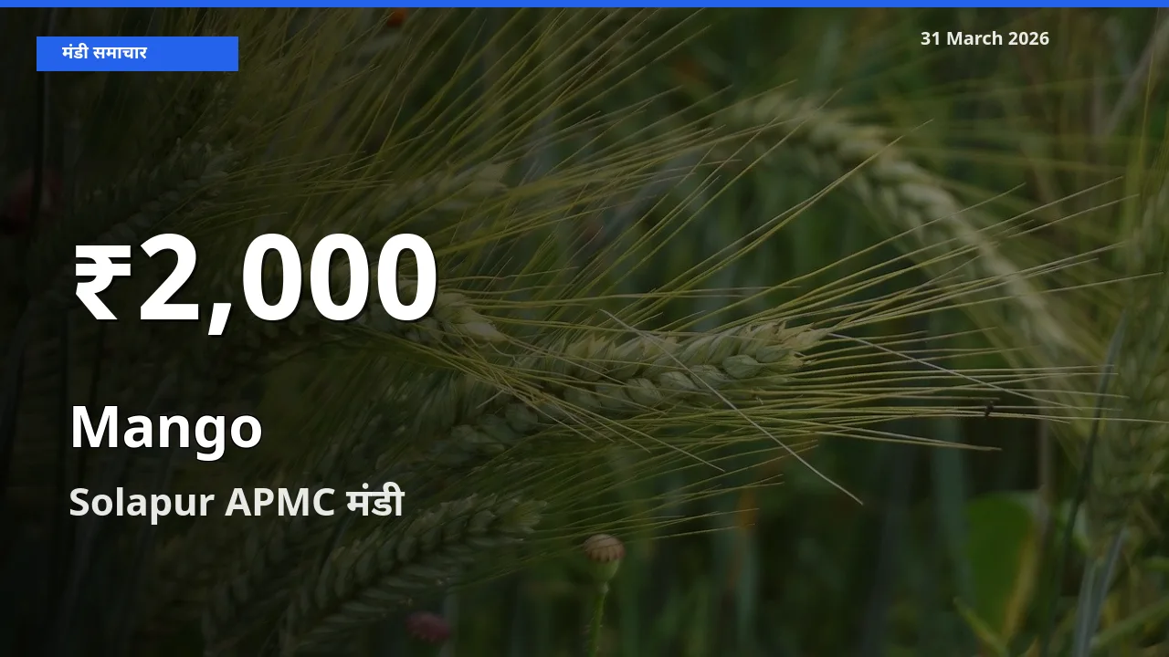 किसानों के लिए चिंता का विषय? आम के दाम Solapur APMC में 30 दिन के न्यूनतम स्तर पर