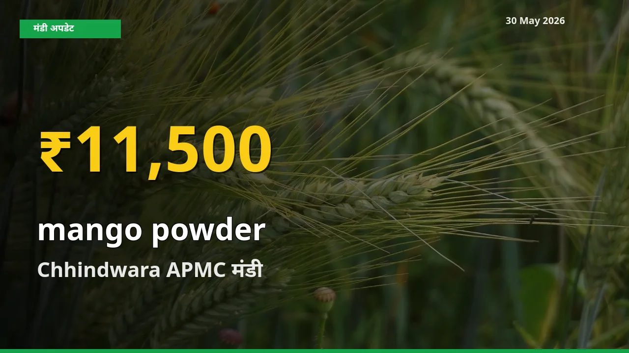 अमचूर पाउडर के दामों में रिकॉर्ड तेज़ी, Chhindwara APMC