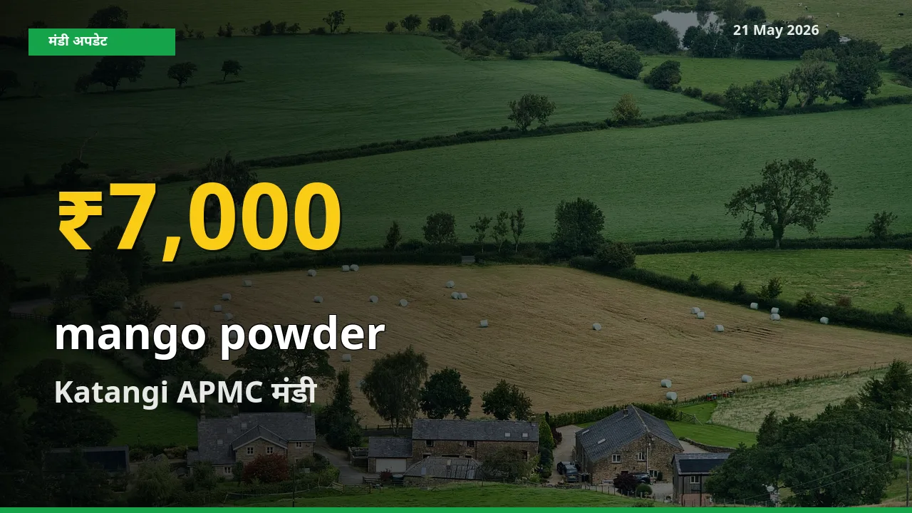 अमचूर पाउडर के दामों ने बनाया नया रिकॉर्ड, Katangi APMC में तेज़ी