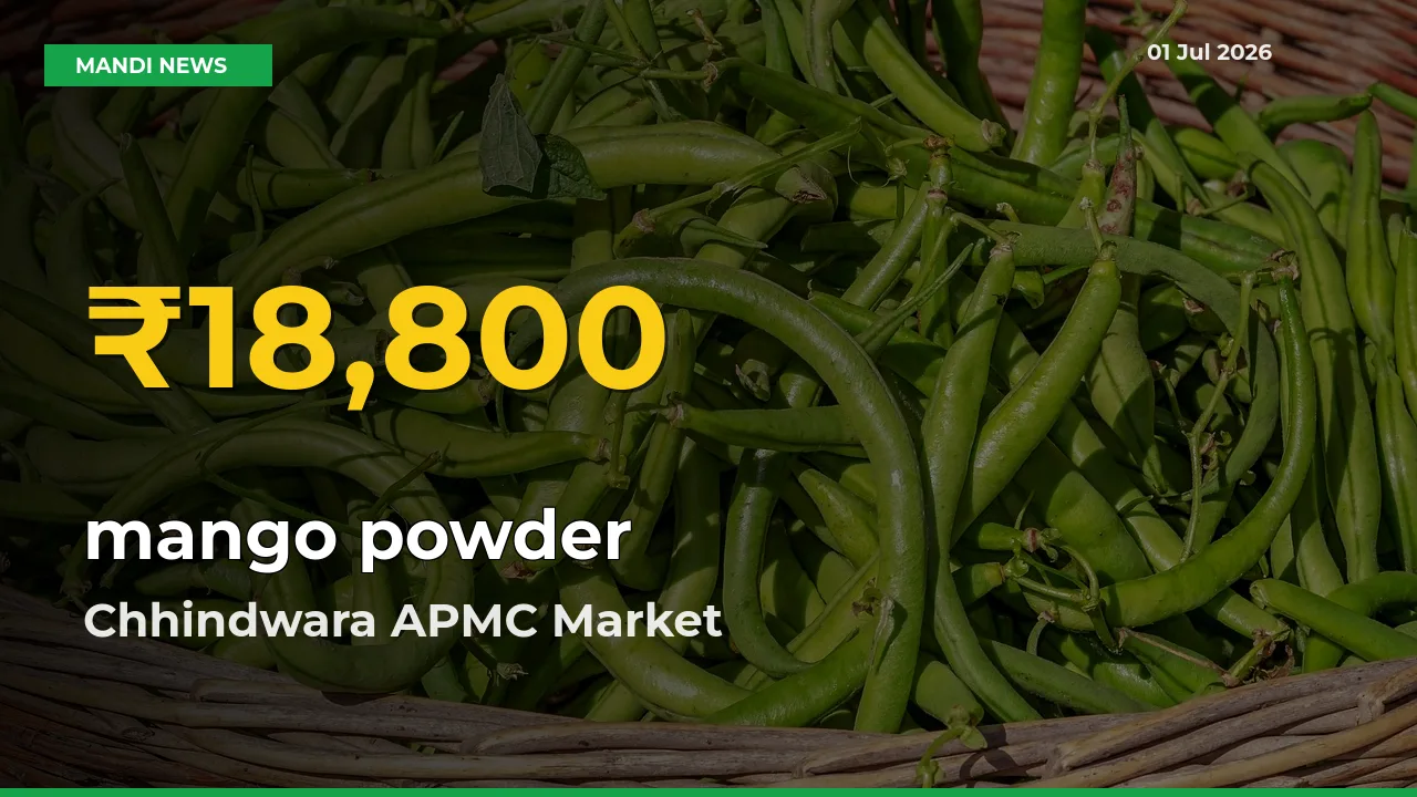 Fresh Record! mango powder Price Climbs to New High in Chhindwara APMC
