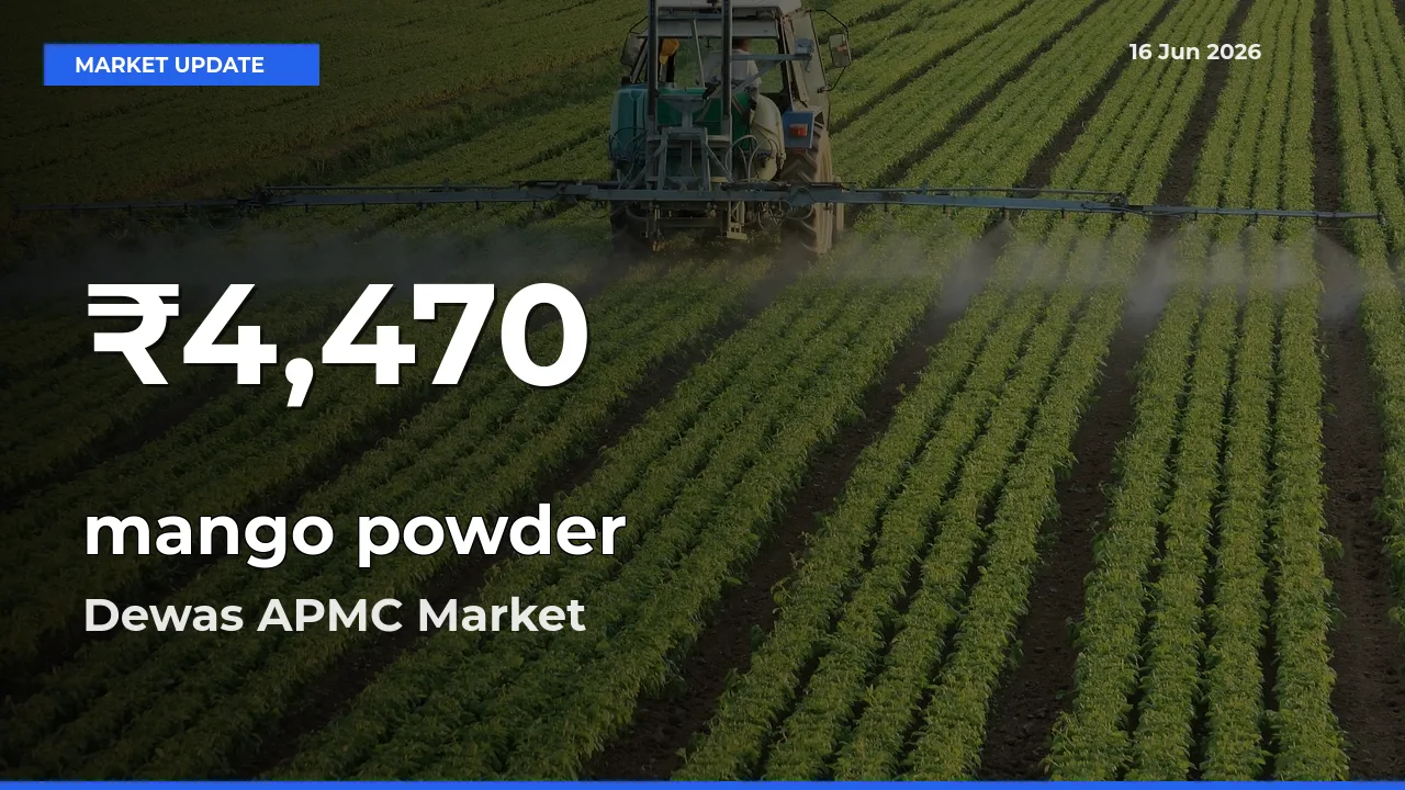 mango powder Falls to ₹4,470 in Dewas APMC – 30-Day Lowest Rate