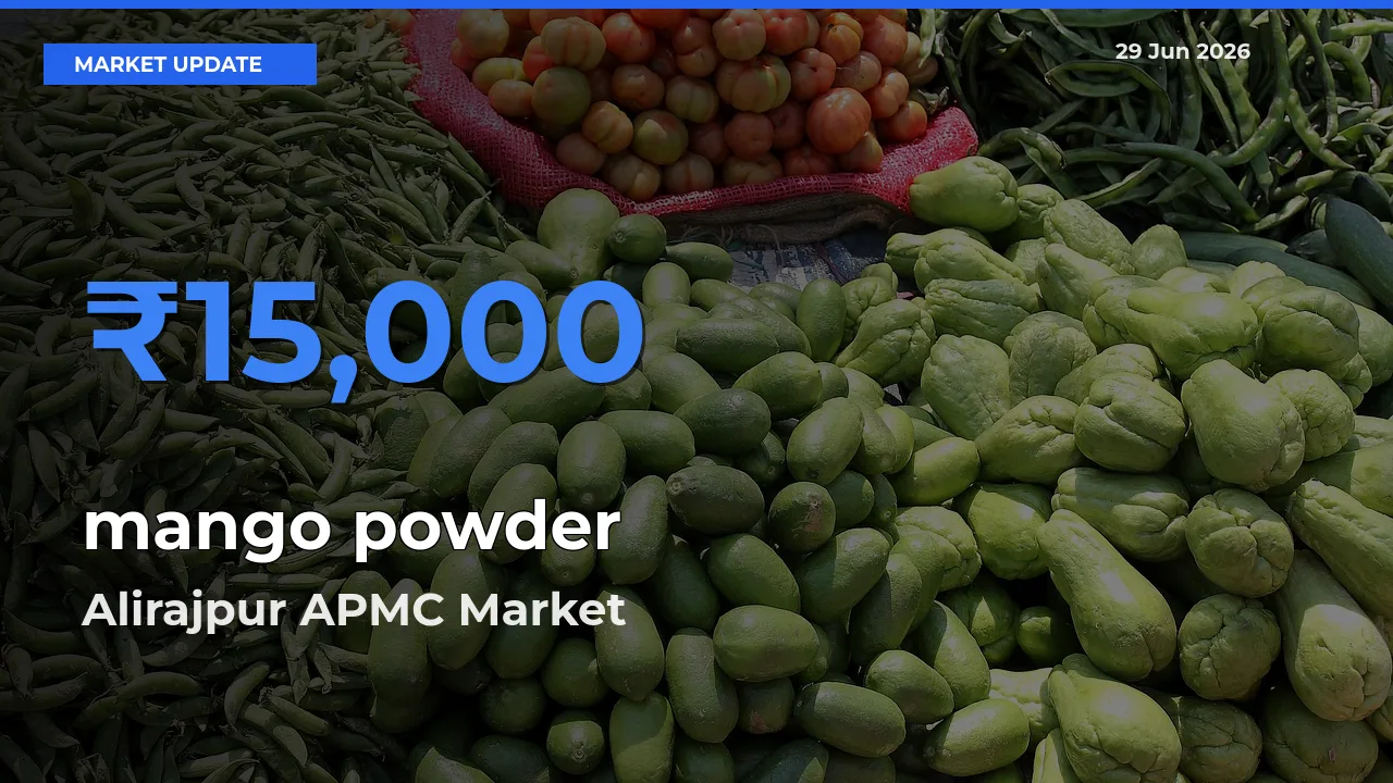 Market Watch: Alirajpur APMC Becomes Top Mandi for mango powder