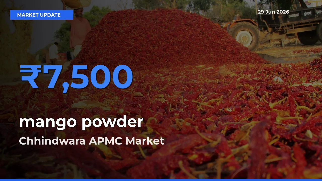 Top Performer! Chhindwara APMC Offers Best mango powder Price Today