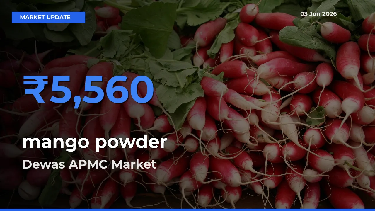Dewas APMC Records Highest ₹5,560 Rate for mango powder