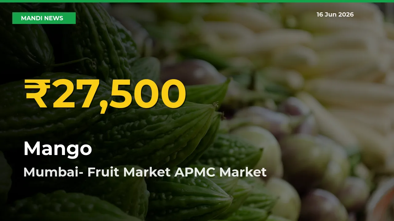 Fresh Record! Mango Price Climbs to New High in Mumbai- Fruit Market APMC
