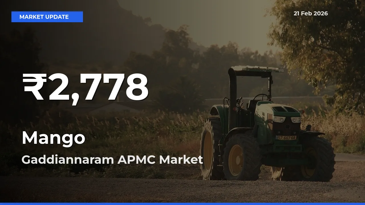 Farmers Concerned as Mango Hits 30-Day Low in Gaddiannaram APMC