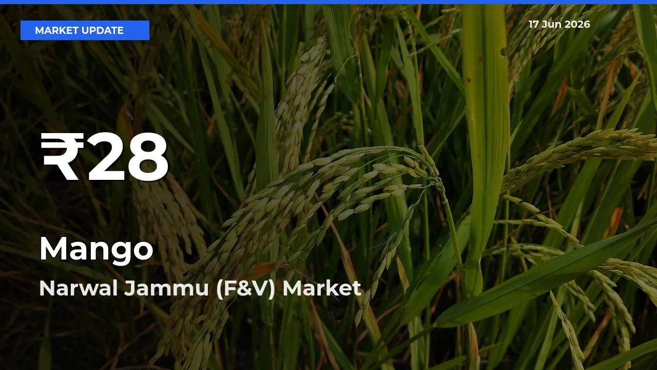 Mango Falls to ₹28 in Narwal Jammu (F&V) – 30-Day Lowest Rate