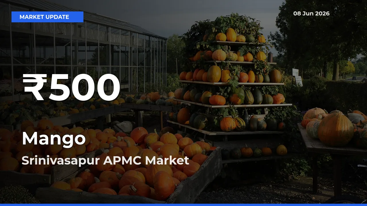 Sharp Fall! Mango Prices Drop to 30-Day Low in Srinivasapur APMC