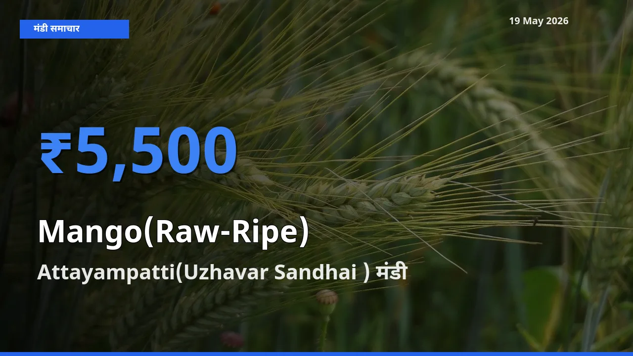 आज का मंडी भाव: आम (कच्चा-पका) के सबसे ज़्यादा दाम Attayampatti(Uzhavar Sandhai ) में