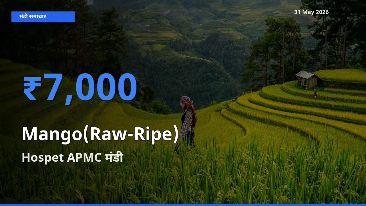 Hospet APMC मंडी में आम (कच्चा-पका) ₹7,000 पर पहुँचा – आज का सर्वोच्च भाव