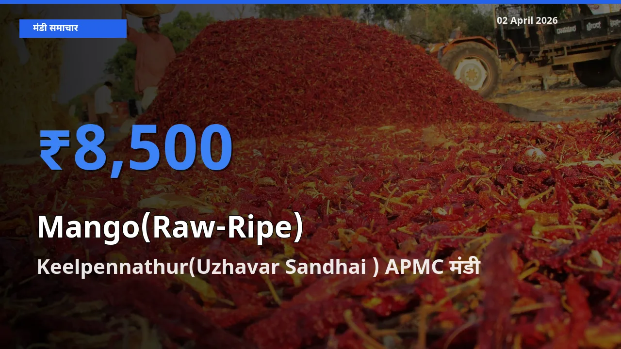 Keelpennathur(Uzhavar Sandhai ) APMC मंडी में आज आम (कच्चा-पका) के सबसे ऊँचे दाम दर्ज