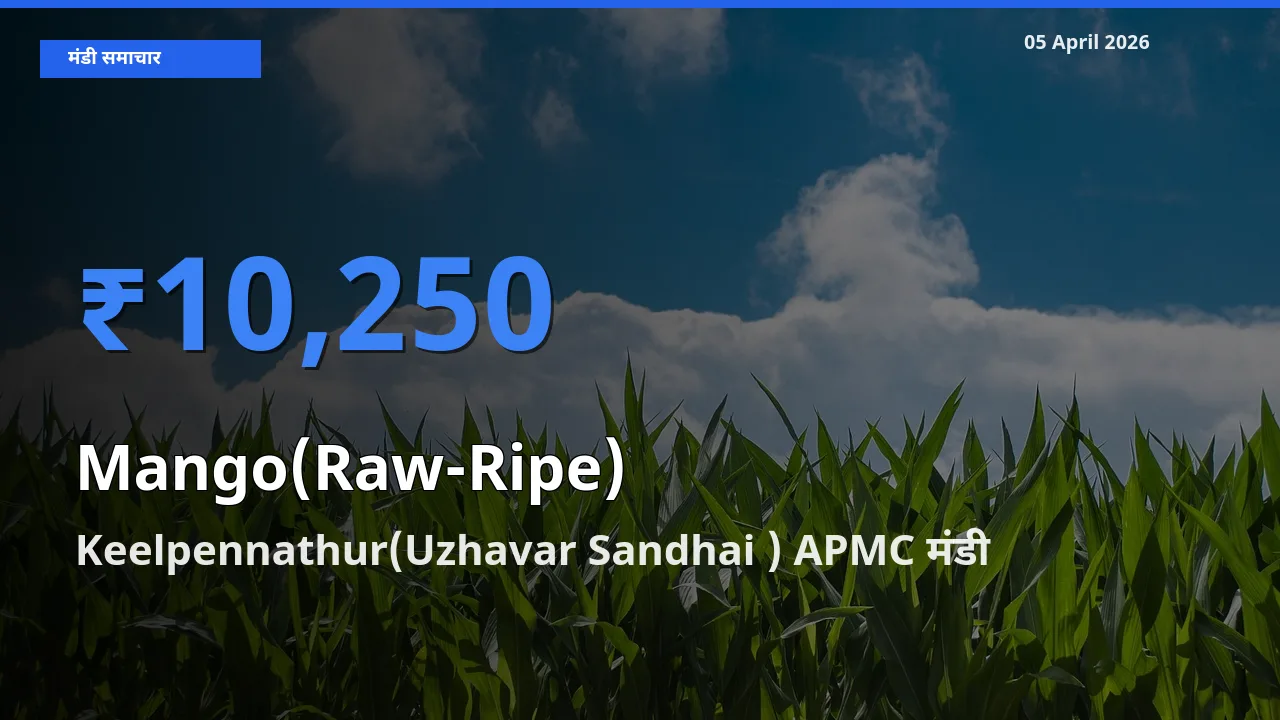 Keelpennathur(Uzhavar Sandhai ) APMC मंडी में आज आम (कच्चा-पका) के सबसे ऊँचे दाम दर्ज