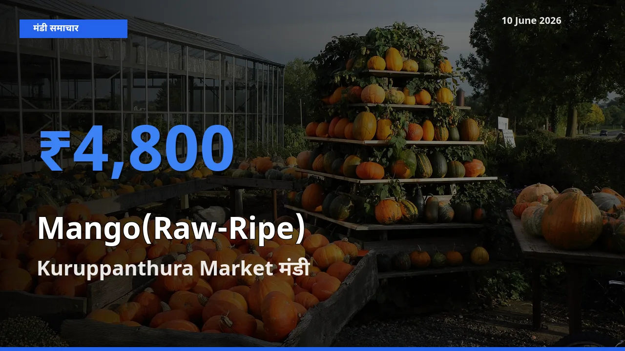 Kuruppanthura Market मंडी में आज आम (कच्चा-पका) के सबसे ऊँचे दाम दर्ज
