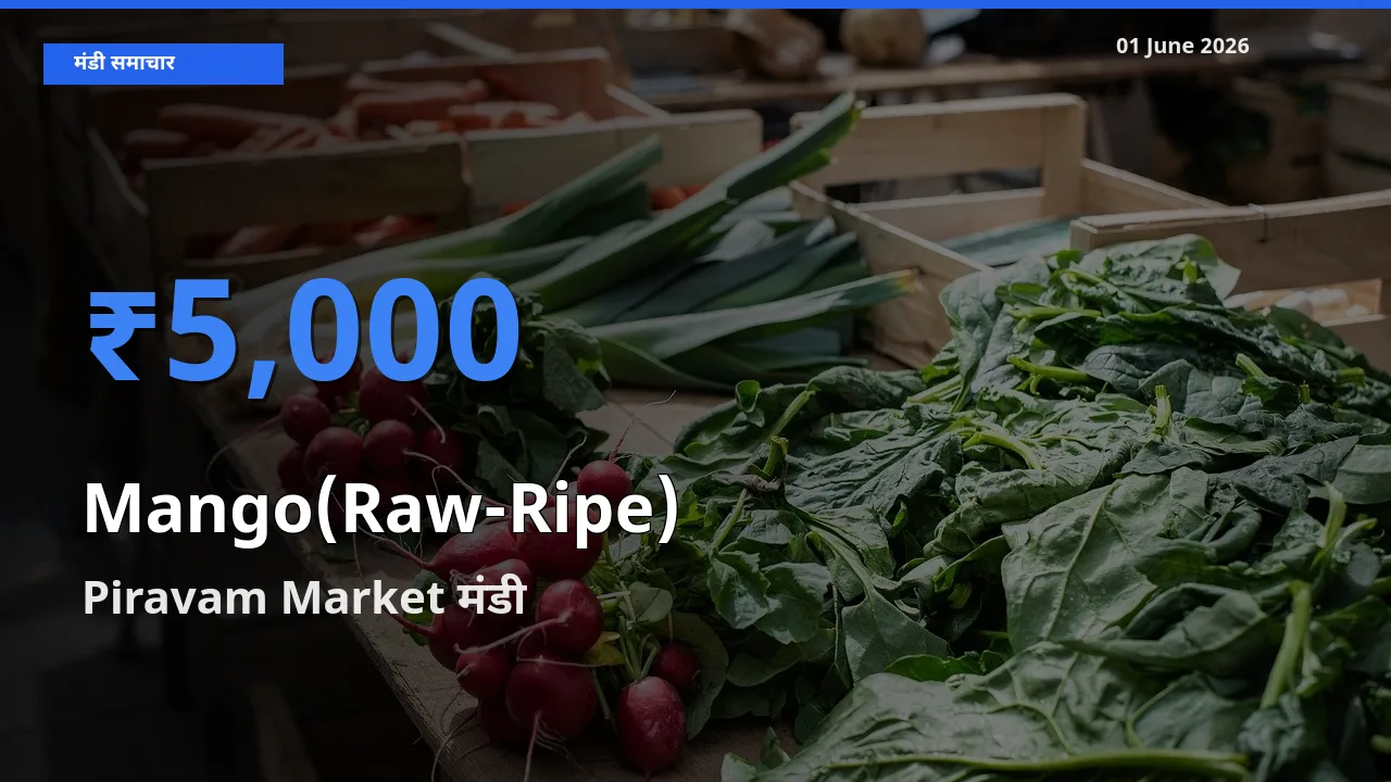 आज आम (कच्चा-पका) के सबसे ऊँचे दाम ₹5,000 Piravam Market मंडी में
