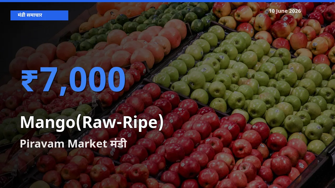 आज आम (कच्चा-पका) के सबसे ऊँचे दाम ₹7,000 Piravam Market मंडी में