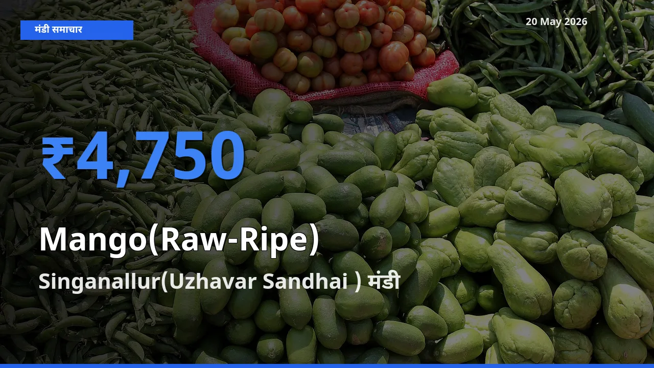 Singanallur(Uzhavar Sandhai ) मंडी में आज आम (कच्चा-पका) के सबसे ऊँचे दाम दर्ज