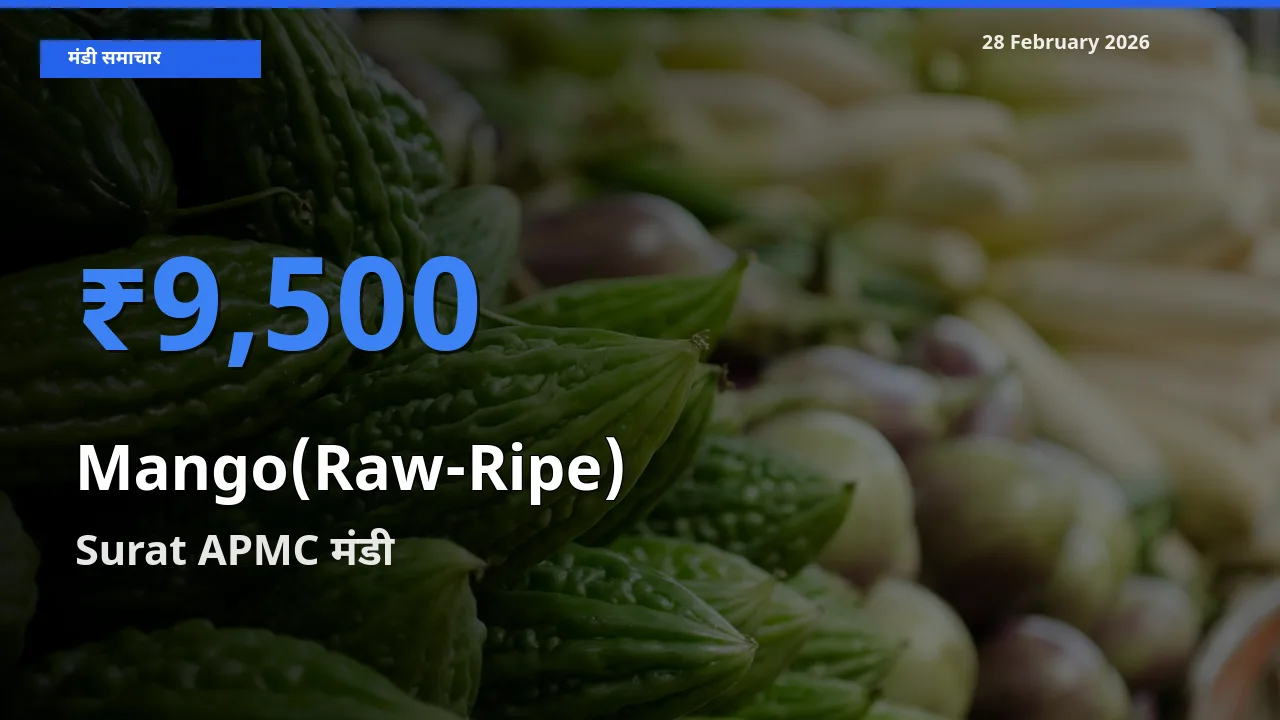 आज Mango(Raw-Ripe) के सबसे ज़्यादा दाम Surat APMC मंडी में दर्ज