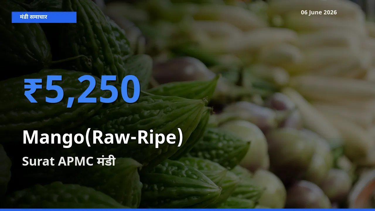 आज आम (कच्चा-पका) के सबसे ज़्यादा दाम Surat APMC मंडी में दर्ज