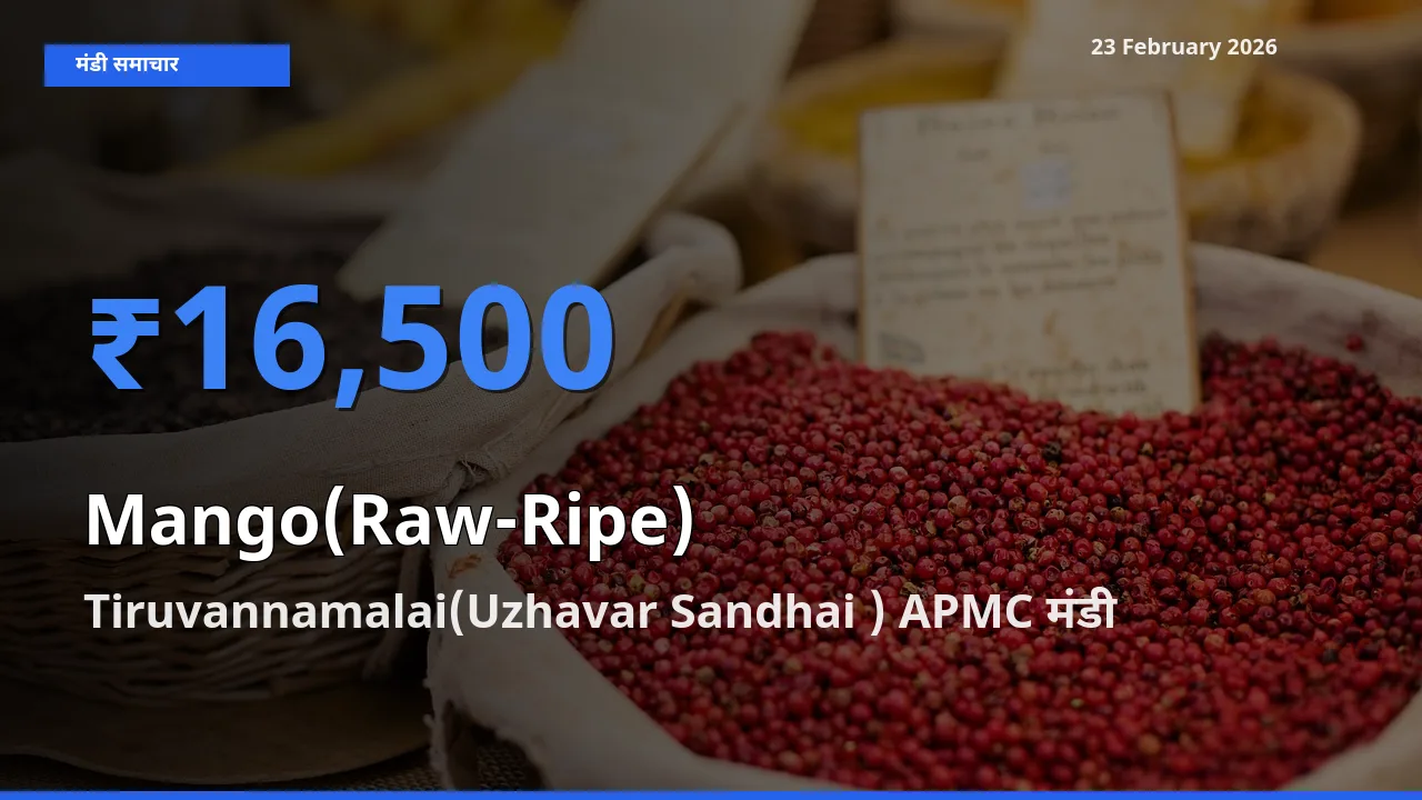 Tiruvannamalai(Uzhavar Sandhai ) APMC में Mango(Raw-Ripe) का आज सबसे ऊँचा भाव