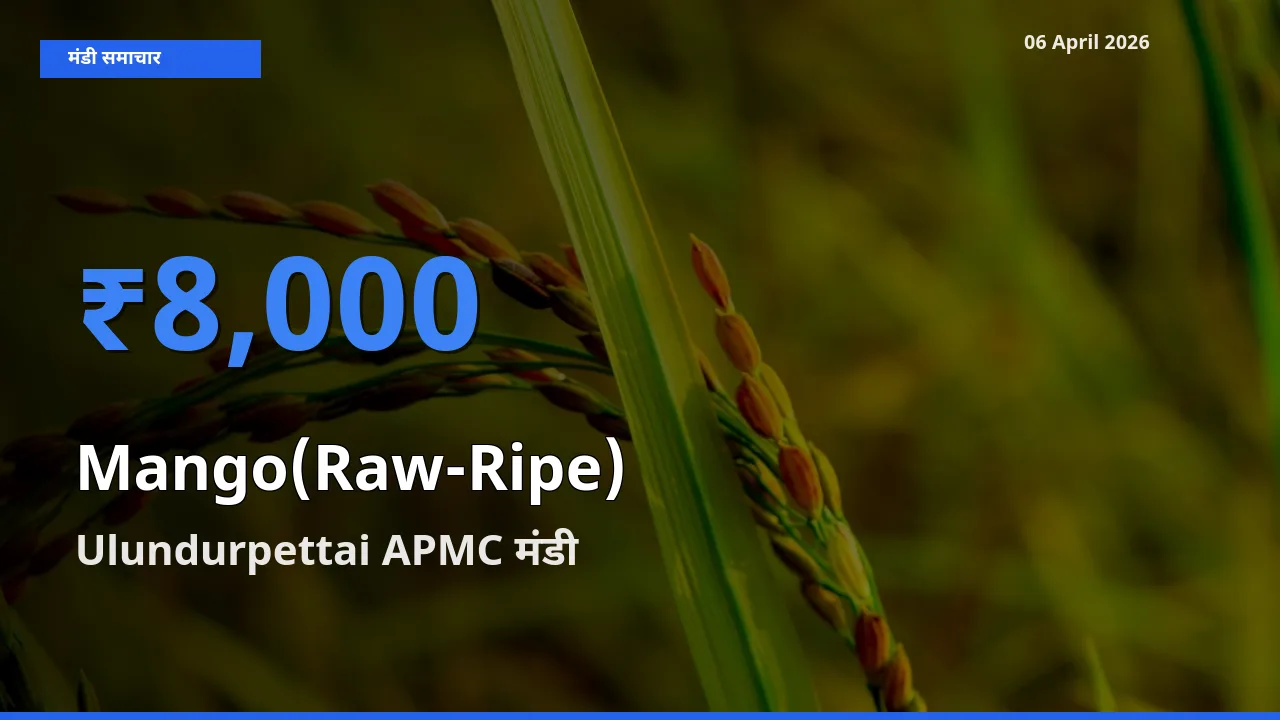 किसानों की पसंद बना Ulundurpettai APMC, आम (कच्चा-पका) के सबसे अच्छे दाम