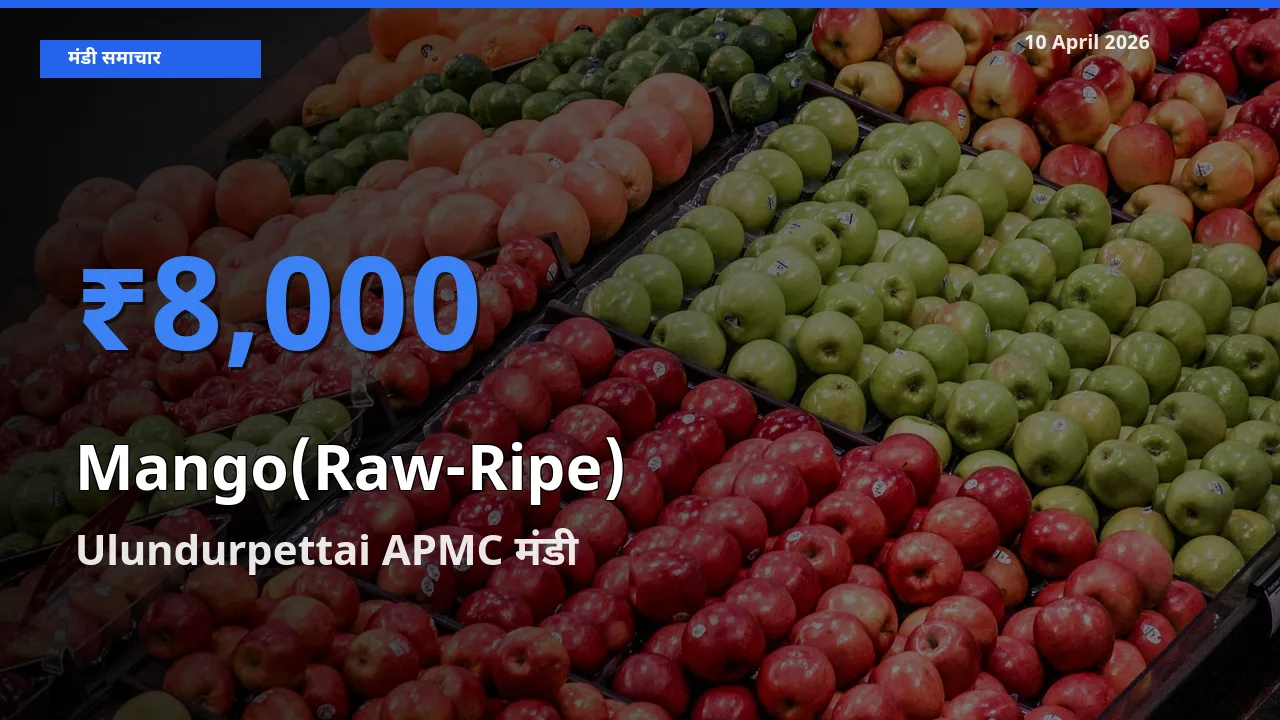 टॉप मंडी बना Ulundurpettai APMC! आम (कच्चा-पका) के सबसे ऊँचे दाम यहीं दर्ज