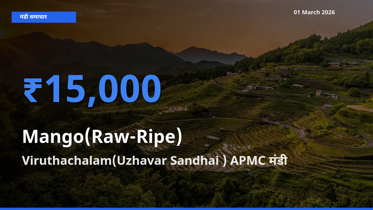 01 March अपडेट: Mango(Raw-Ripe) के सबसे ऊँचे दाम Viruthachalam(Uzhavar Sandhai ) APMC मंडी में