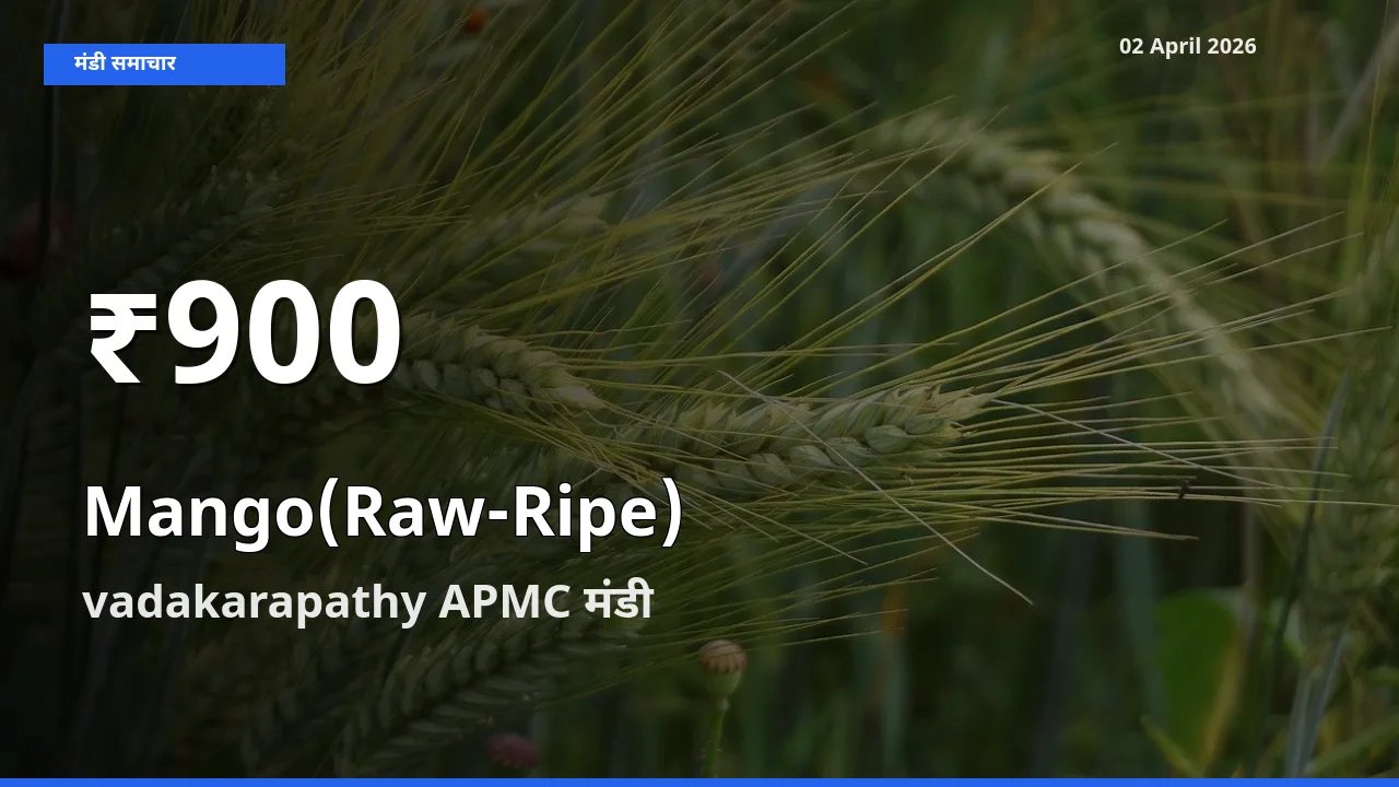बाज़ार संकेत: आम (कच्चा-पका) के भाव vadakarapathy APMC में 30 दिन के निचले स्तर पर