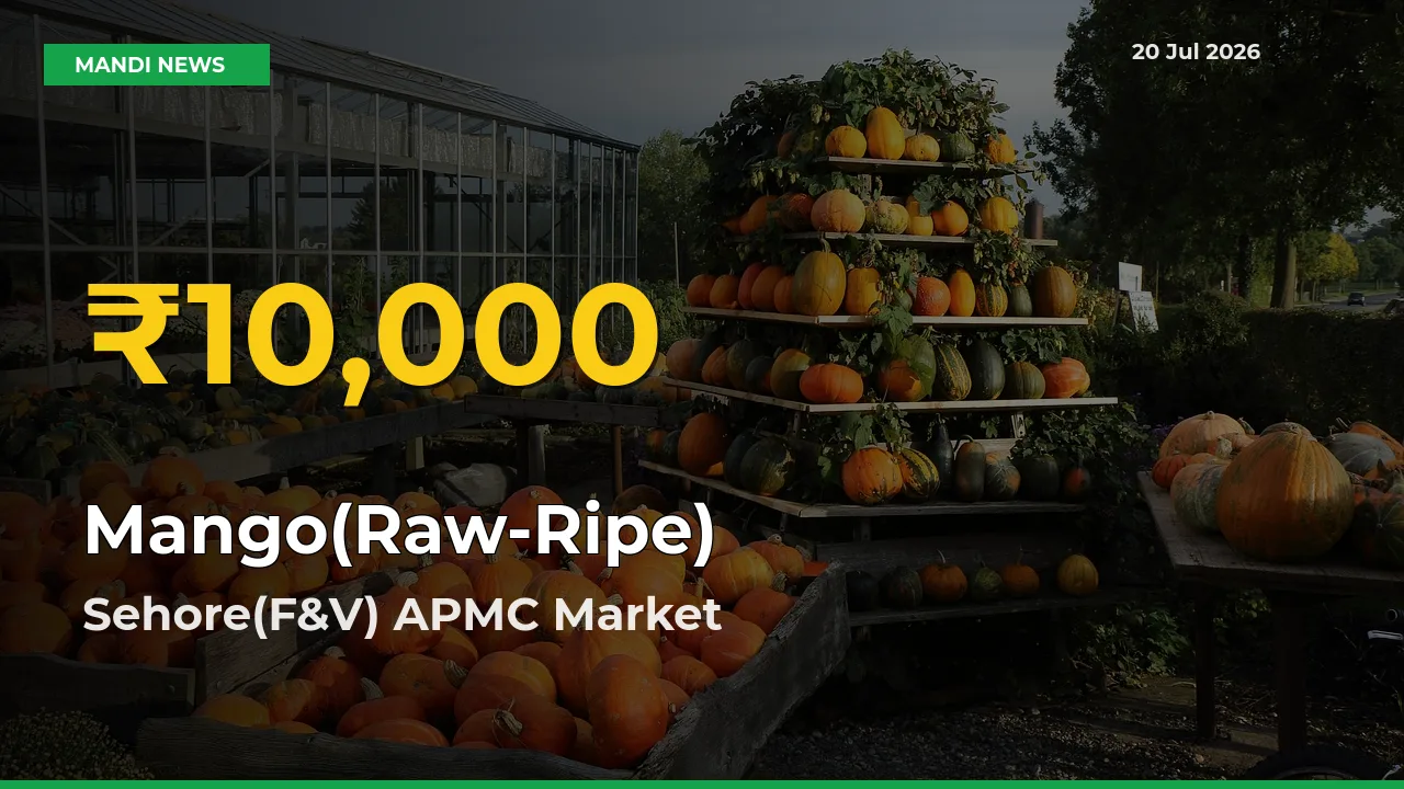 Farmers Benefit as Mango(Raw-Ripe) Rate Touches New High in Sehore(F&V) APMC