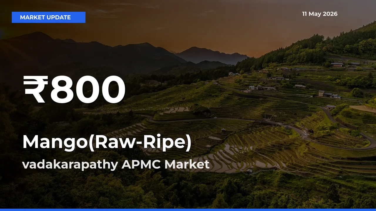 Why Mango(Raw-Ripe) Prices Slumped in vadakarapathy APMC – 30-Day Low Today