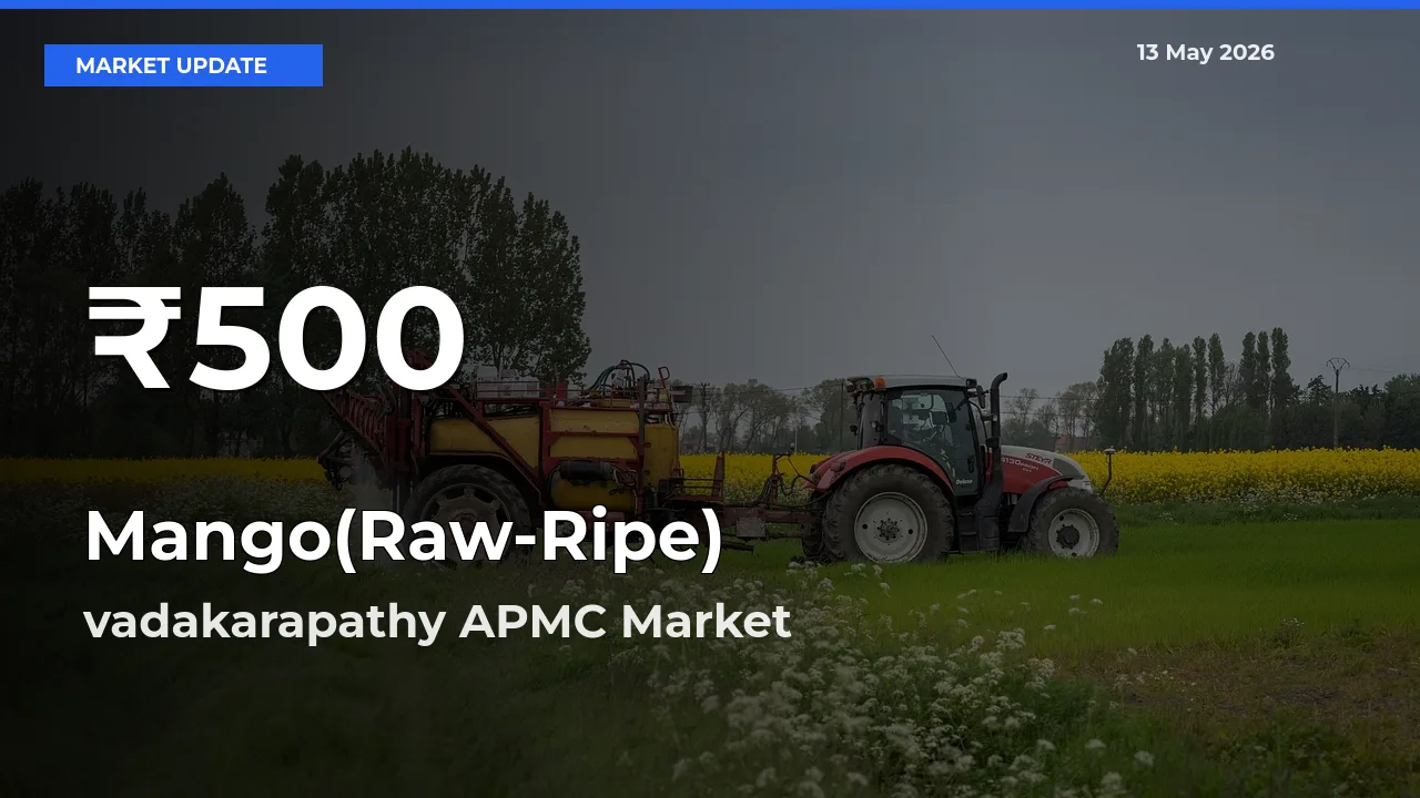 Mango(Raw-Ripe) Falls to ₹500 in vadakarapathy APMC – 30-Day Lowest Rate