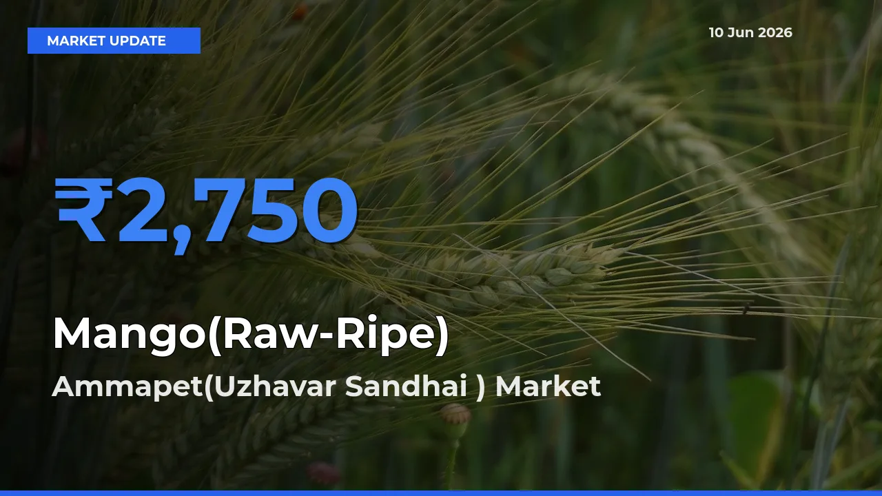 Market Watch: Ammapet(Uzhavar Sandhai ) Becomes Top Mandi for Mango(Raw-Ripe)