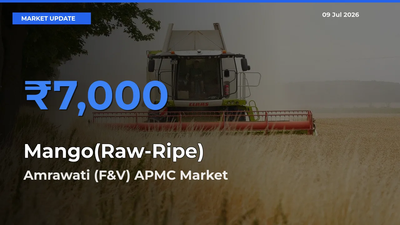 Amrawati (F&V) APMC Offers ₹7,000 – Highest Mango(Raw-Ripe) Rate Today