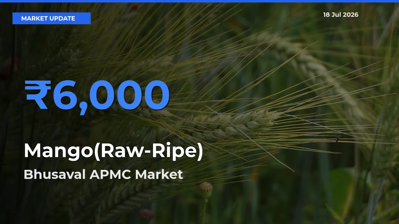 Mango(Raw-Ripe) Mandi Rate Today: Bhusaval APMC Tops the List