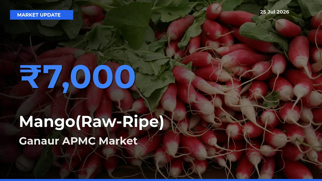 Top Performer! Ganaur APMC Offers Best Mango(Raw-Ripe) Price Today