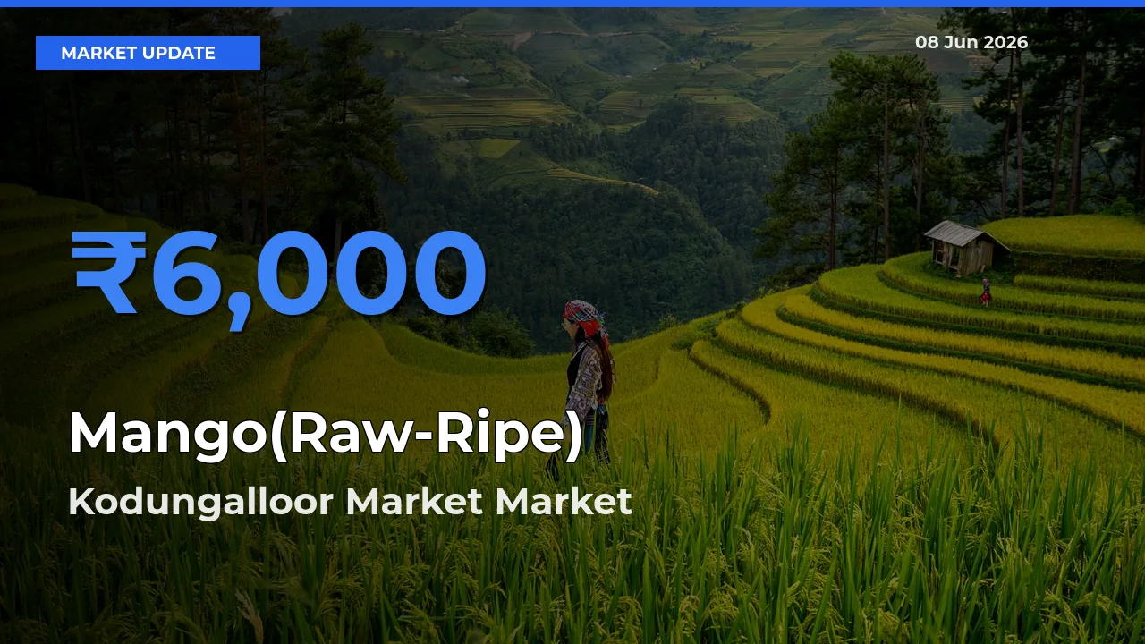 Kodungalloor Market Tops Mango(Raw-Ripe) Mandi Rates Today