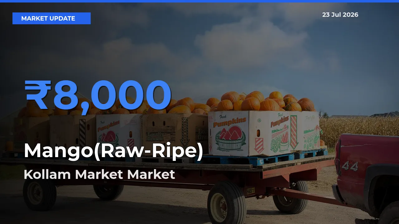 Market Watch: Kollam Market Becomes Top Mandi for Mango(Raw-Ripe)