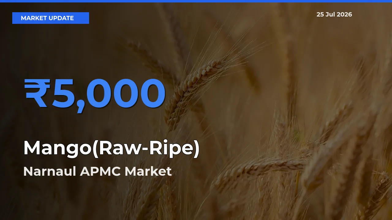 Mango(Raw-Ripe) Mandi Rate Today: Narnaul APMC Tops the List