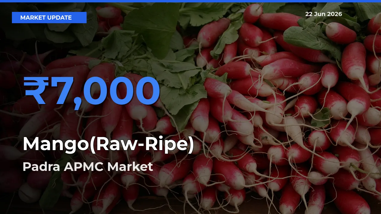 Farmers Prefer Padra APMC as Mango(Raw-Ripe) Hits Highest Rate