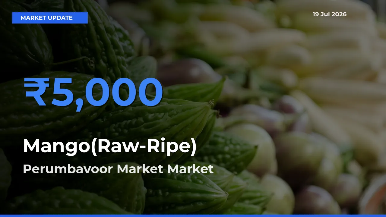 Perumbavoor Market Records Highest ₹5,000 Rate for Mango(Raw-Ripe)