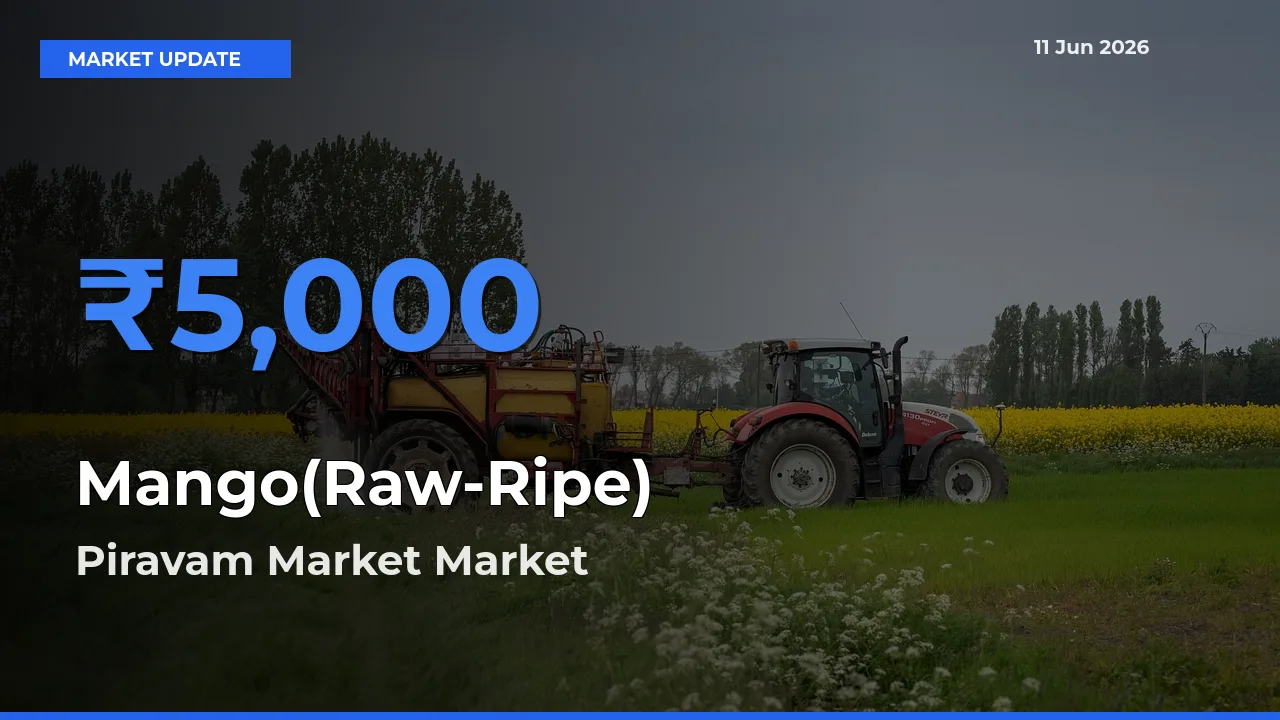 Piravam Market Leads as Top Mandi for Mango(Raw-Ripe) Prices
