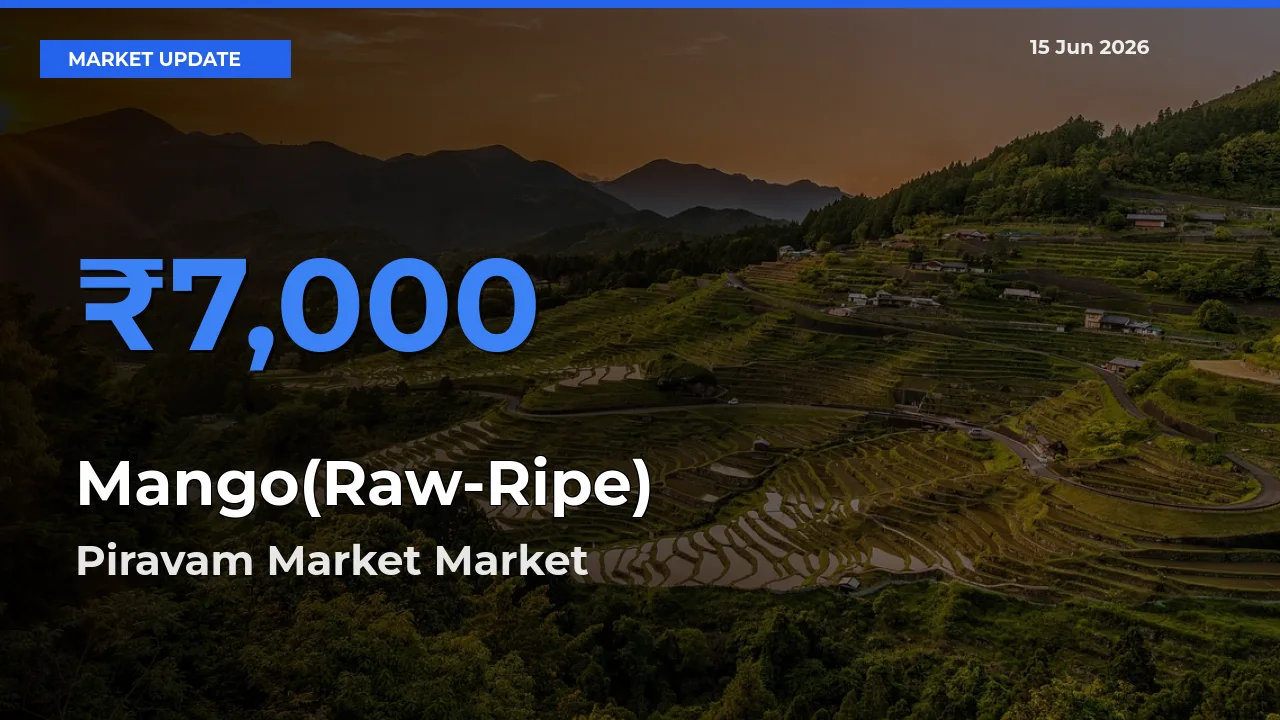Piravam Market Tops Mango(Raw-Ripe) Rates – June 15 Market Update