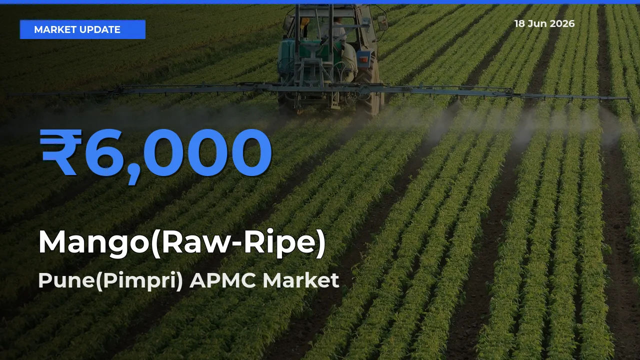 Top Performer! Pune(Pimpri) APMC Offers Best Mango(Raw-Ripe) Price Today