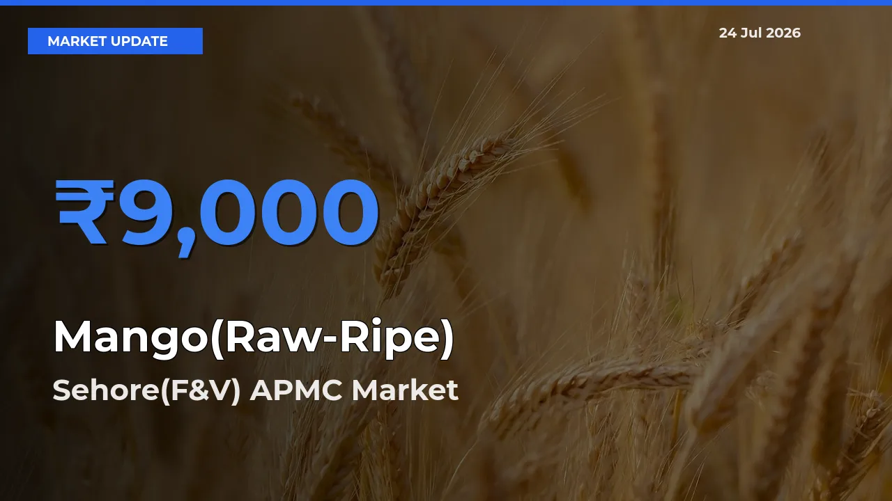Farmers Prefer Sehore(F&V) APMC as Mango(Raw-Ripe) Hits Highest Rate