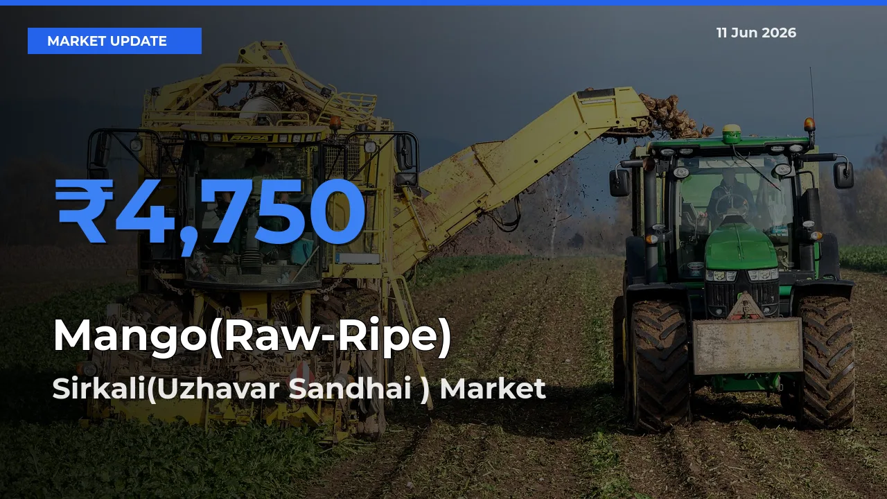 Market Watch: Sirkali(Uzhavar Sandhai ) Becomes Top Mandi for Mango(Raw-Ripe)