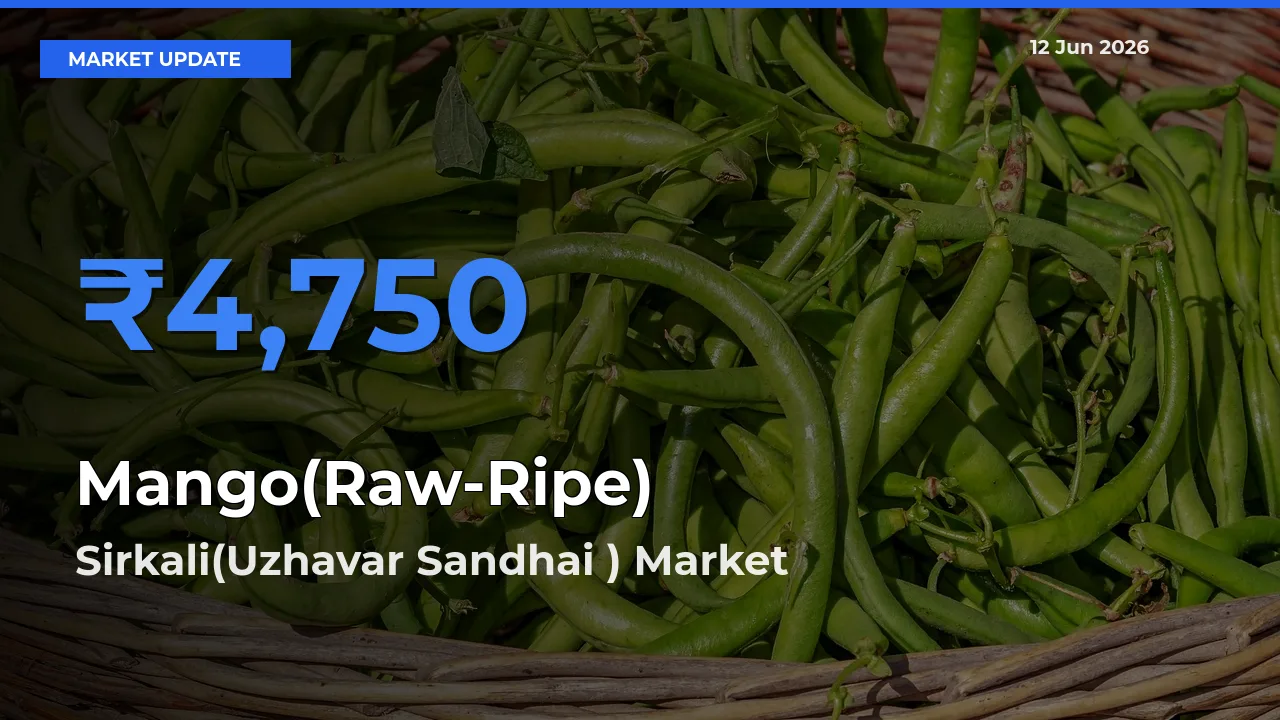 Sirkali(Uzhavar Sandhai ) Records Highest ₹4,750 Rate for Mango(Raw-Ripe)