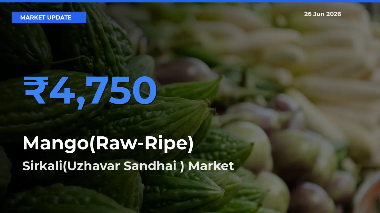 Farmers Prefer Sirkali(Uzhavar Sandhai ) as Mango(Raw-Ripe) Hits Highest Rate