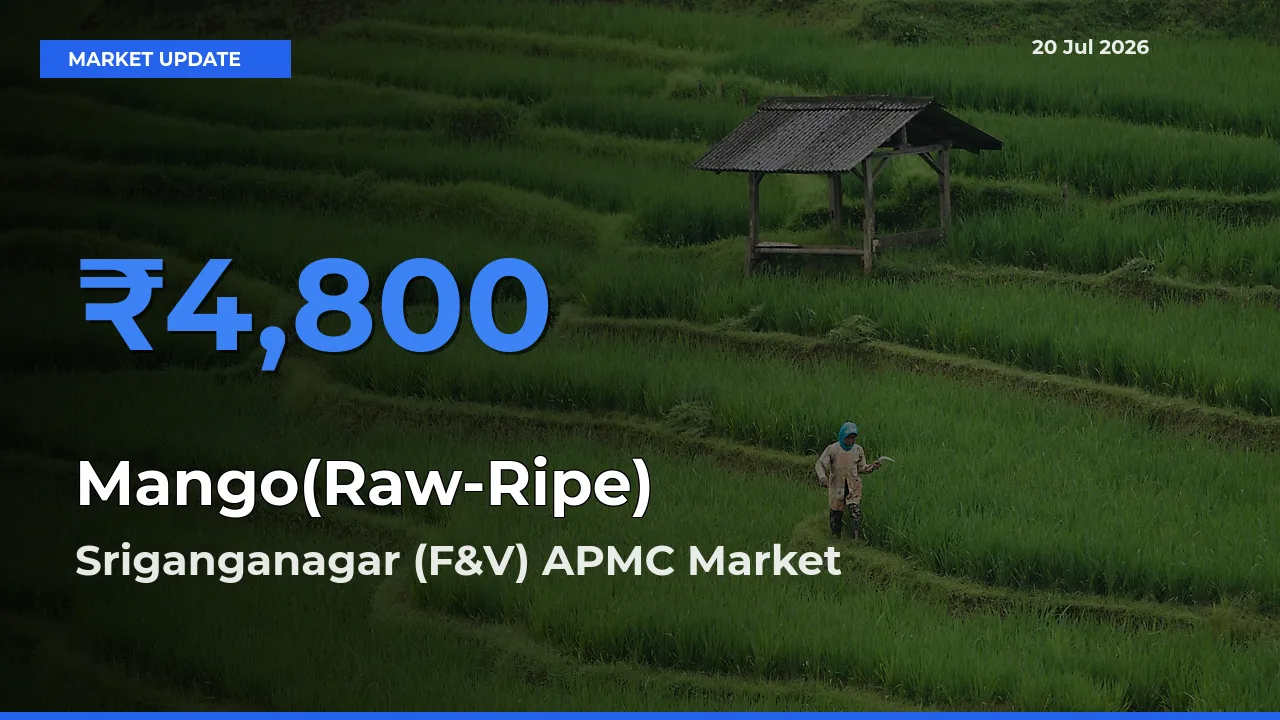 Sriganganagar (F&V) APMC Leads as Top Mandi for Mango(Raw-Ripe) Prices