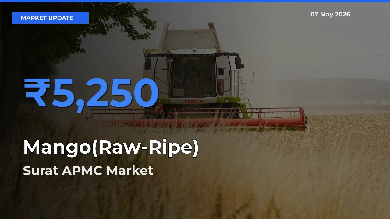 Surat APMC Offers ₹5,250 – Highest Mango(Raw-Ripe) Rate Today